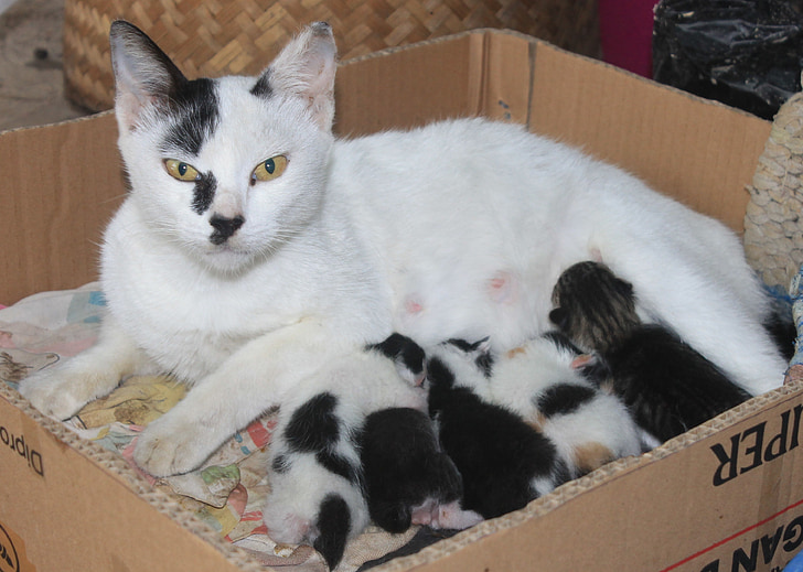 katte, mor og baby, familie, killinger, dyr, Kitty, Nuttet