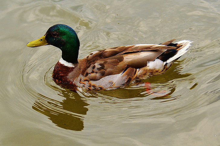 duck, bird, feather, water bird, poultry, bill, plumage