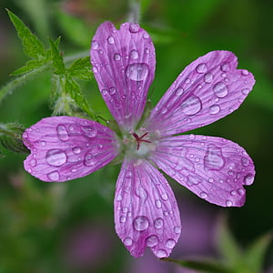 flower, drop, water, macro, wet, freshness, leaf