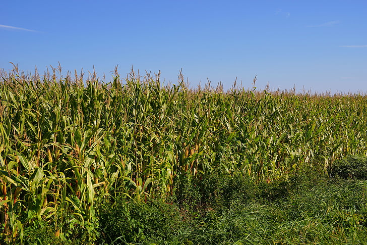 pole, kukuričnom poli, poľnohospodárstvo, krmív pre dobytok, kukurica, na ornej pôde, Príroda