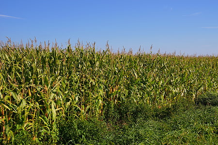 field, cornfield, agriculture, cattle feed, corn, arable, landscape