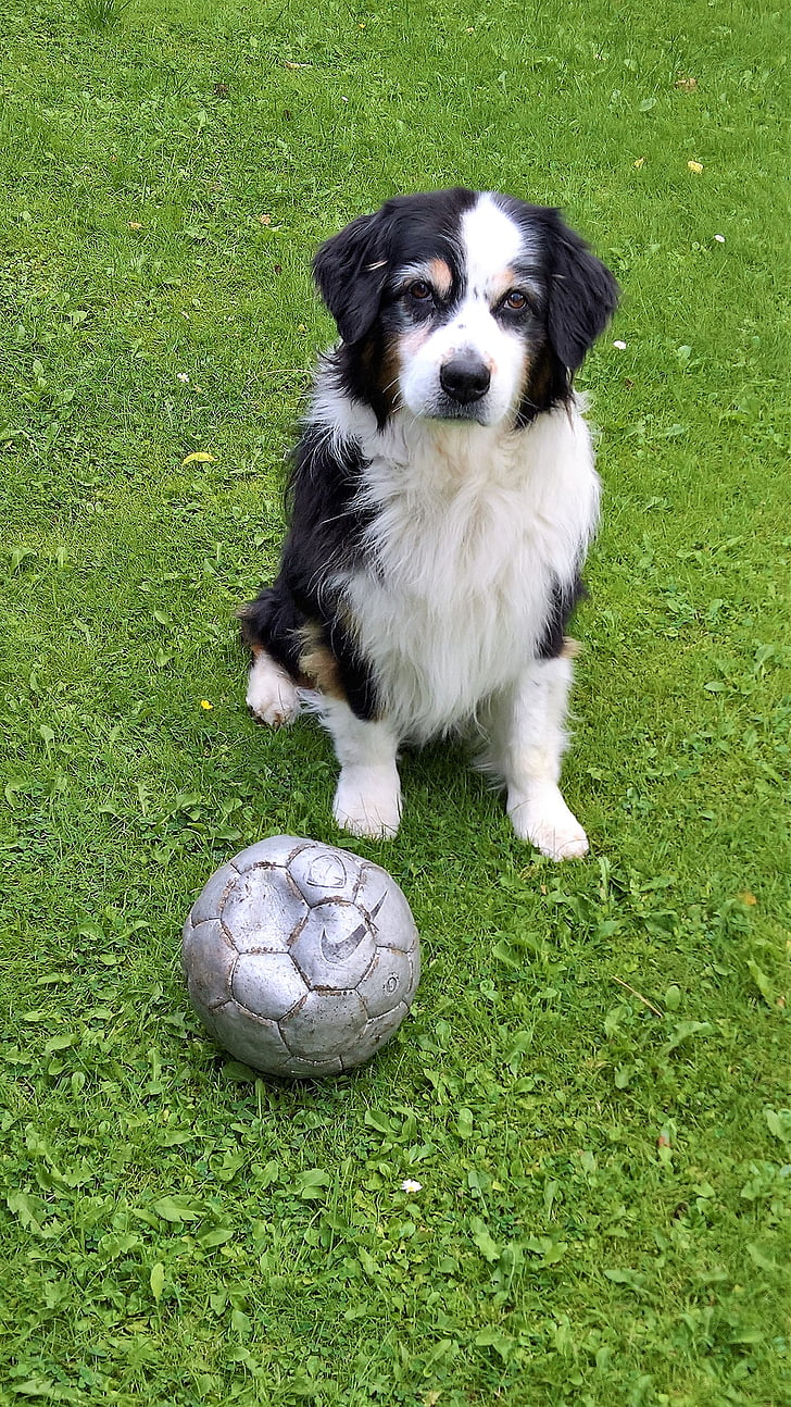 gos, Austràlia shepard, marró negre blanc, amb futbol
