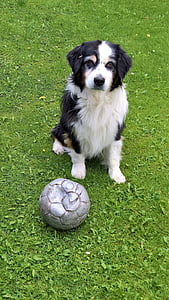 suns, Austrālijas shepard, brūna melna balta, ar futbolu