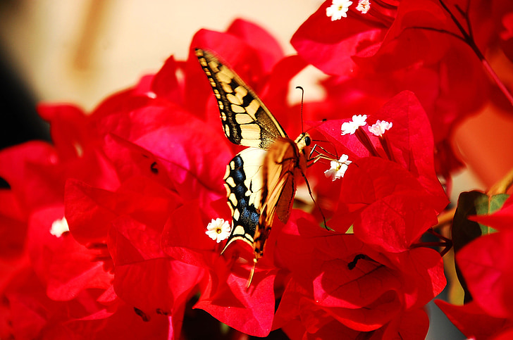 kupu-kupu, serangga, warna-warni, bunga, kuning, alam
