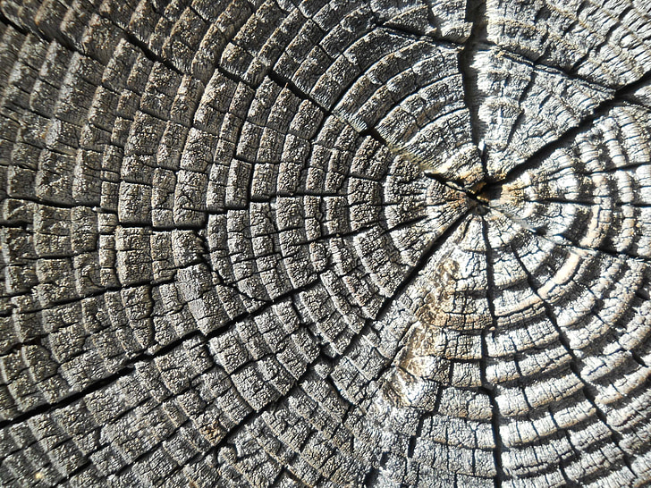 wood, log, rings, wallpaper, background