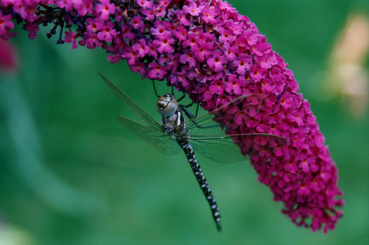 Dragonfly, natur, b., buddléia, droop