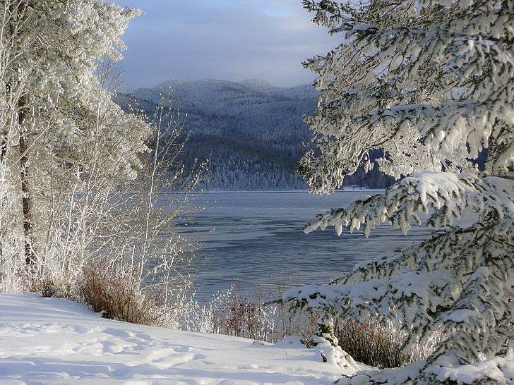 hiver, saison, Frosty, arbres, nature, Canim lake, Colombie-Britannique