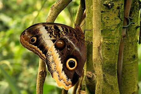Motyl, śledzić, oko, tropiki, owad, zwierząt, Natura