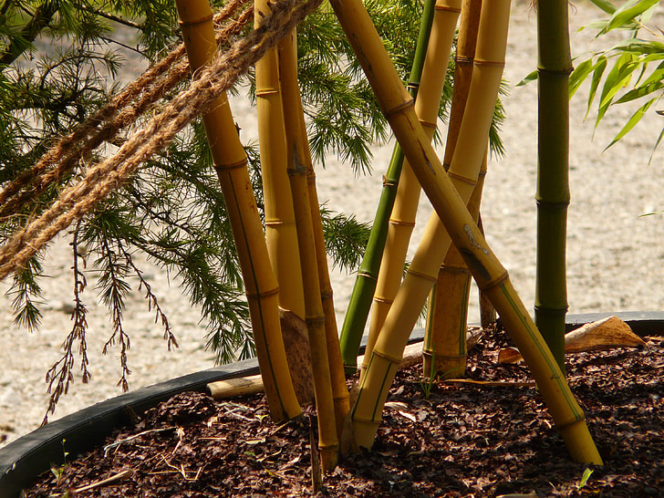 bamboo, bamboo garden, aureocaulis, plant, wood