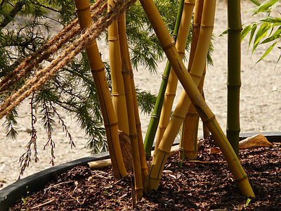 bambus, Bamboo garden, aureocaulis, roślina, drewno