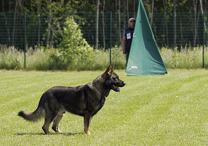 cão, pastor alemão, em pé, concorrência