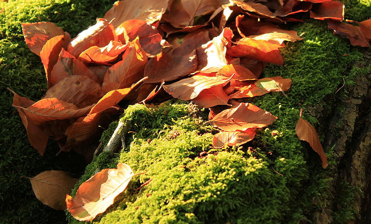 hösten, lämnar, Moss, trä, skogen, naturen, grön