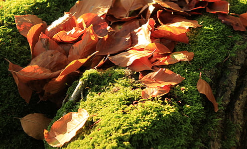 jesen, lišće, mahovina, drvo, šuma, priroda, zelena