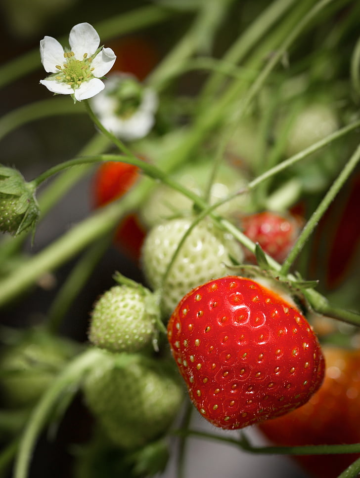 Erdbeere, Landwirtschaft, Beeren, Obst, Bio, natürliche, Anlage