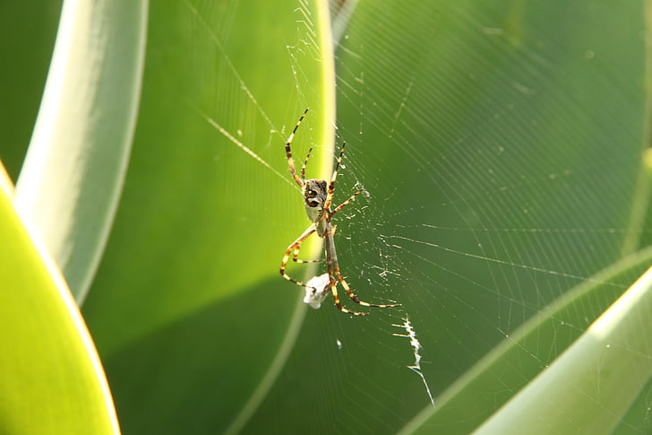 pauk, web, paukova mreža, Arachnophobia, Paučnjaka, kukac, kukac