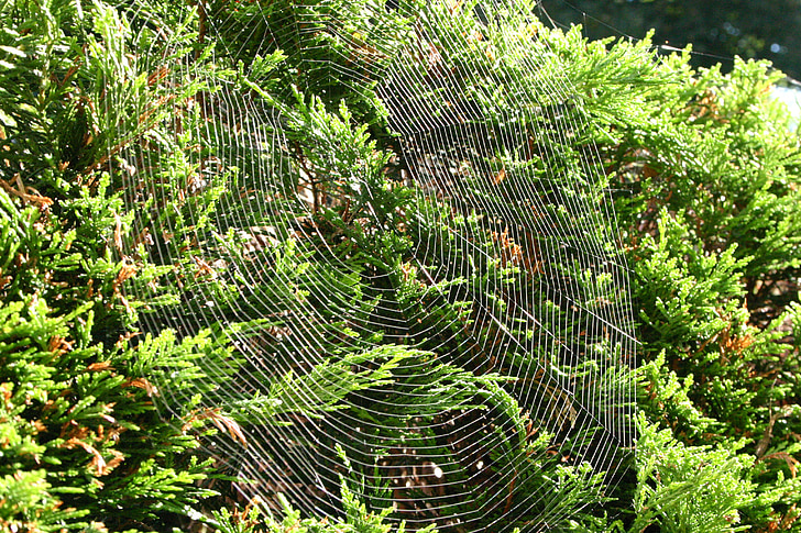 spindelvæv, netværk, natur, efterår, hedge, Bush
