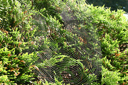 Spinnennetz, Netzwerk, Natur, Herbst, Hecke, Busch
