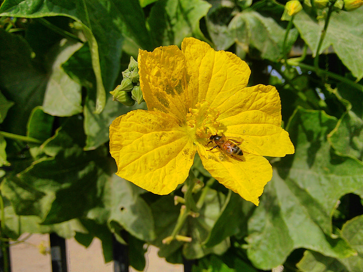 mùa xuân, con ong, Hoa, vườn rau