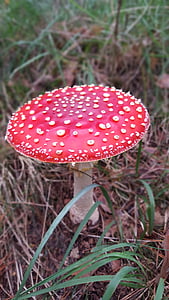 Fly agaric, podzim, Les, Příroda, červená muchomůrka houby, houby, Lesní půda