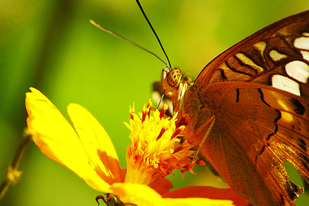 bướm, côn trùng, Thiên nhiên, Hoa màu vàng, mùa hè, Hoa, màu vàng
