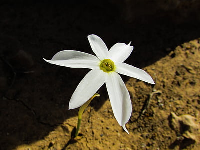 Lily, kwiat, biały, kwiat, Płatek, Natura, Flora