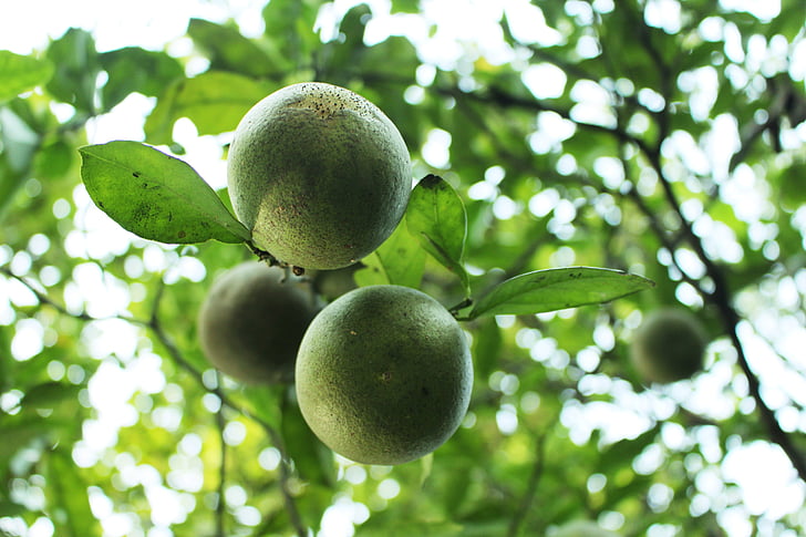 лимон, естествени, цитрусови плодове, дърво