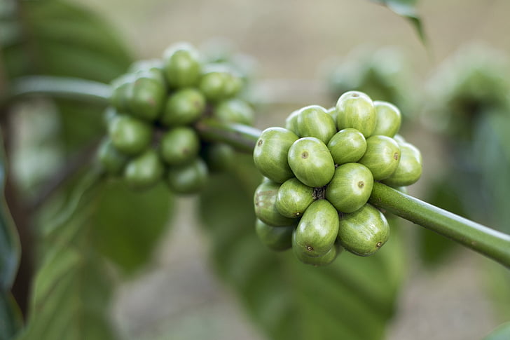 cafè, grans de cafè, cafè Gayo, cafè verd, fulla verda, cafè de Sumatra, l'agricultura