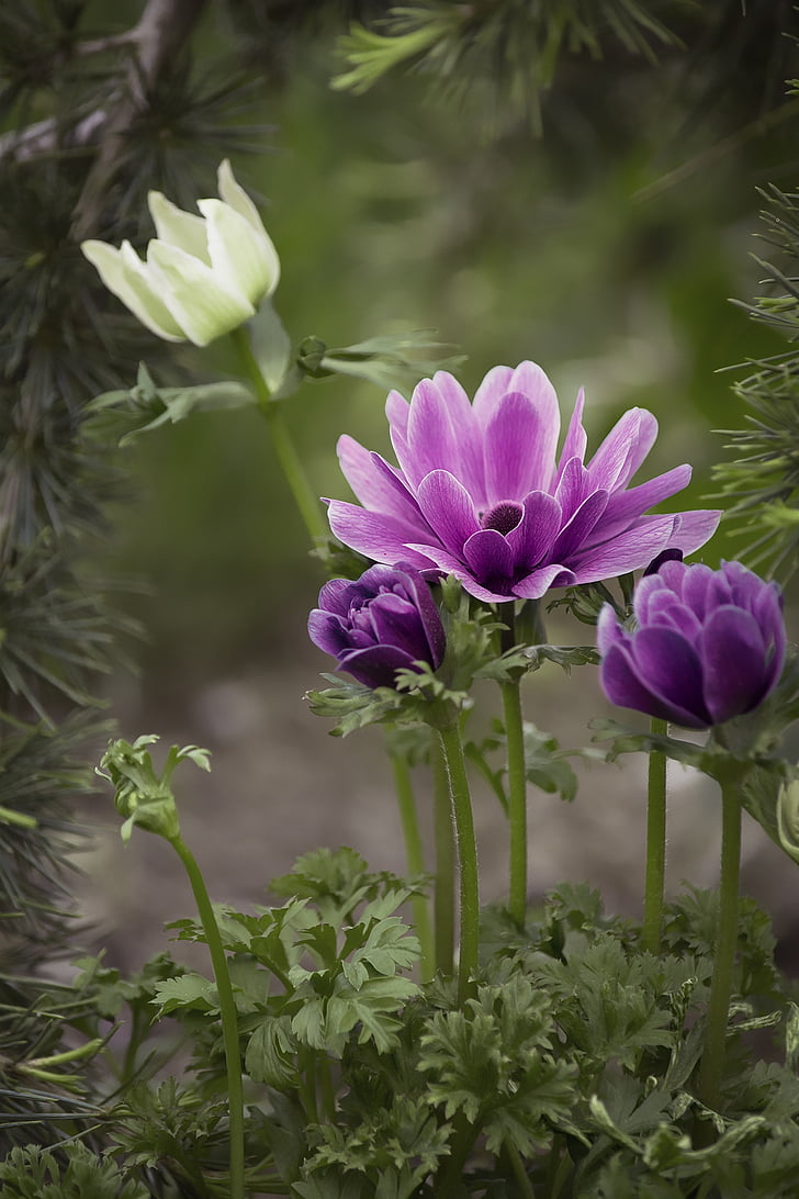 anemone, violet, purple, purple anemone, flower, purple flower, blossom