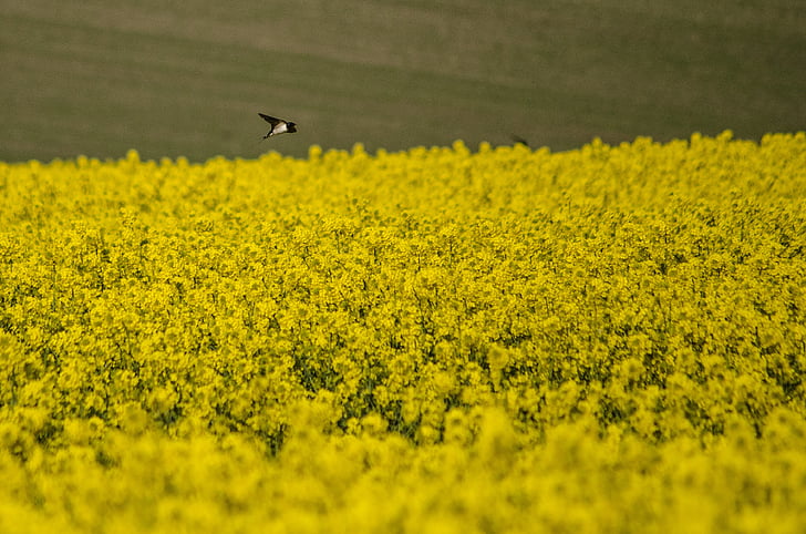 swallow, rapeseed, spring, yellow, field, nature, flower