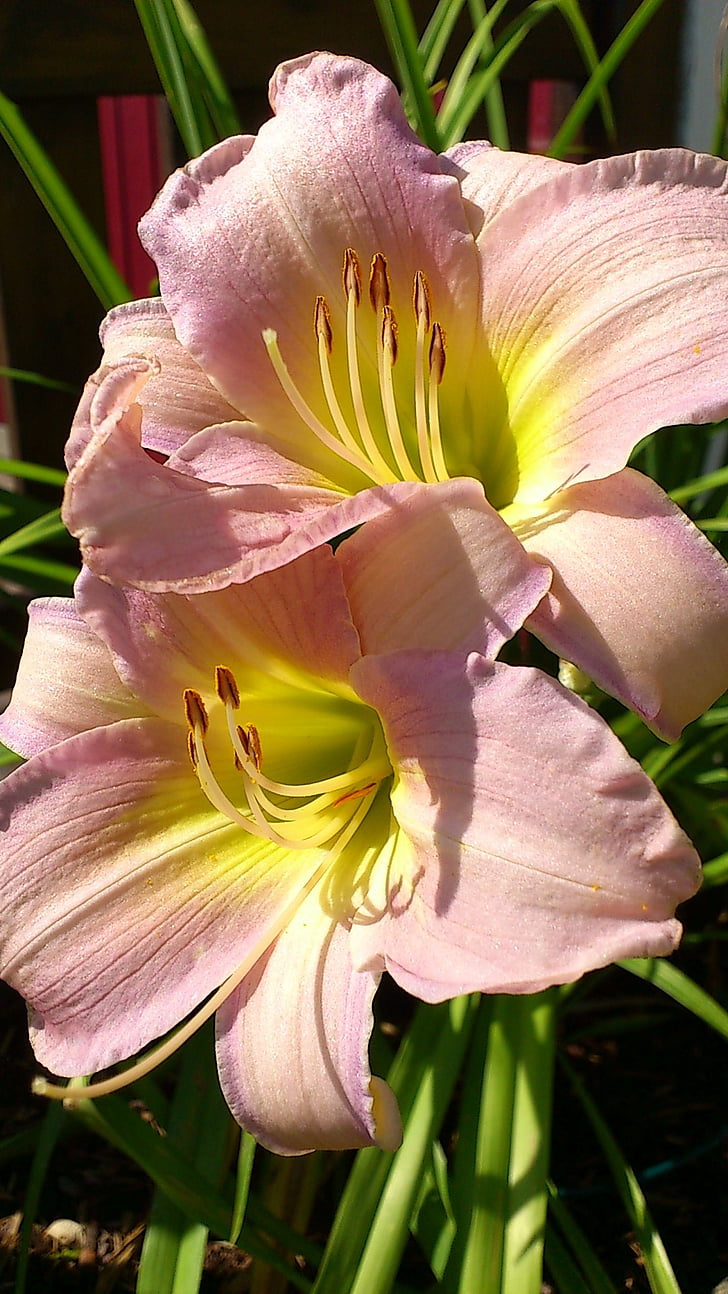 lily, flower, pink, daylily, close, petal, flower head