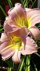 lily, flower, pink, daylily, close, petal, flower head
