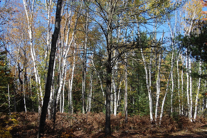 Birch, pohon, musim gugur, pohon-pohon birch, alam, hutan, musim