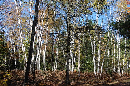 Birk, træer, efterår, birketræer, natur, skov, sæson