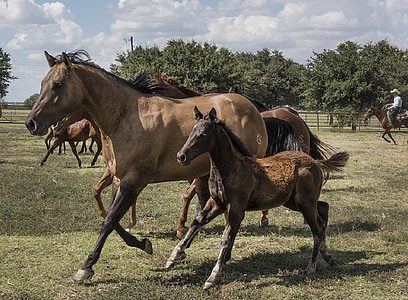 cavalli, mare, Colt, equino, animale, in esecuzione, Ranch