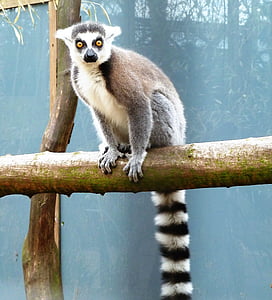 dyr, abe, ring-tailed lemur, øjne, frakke