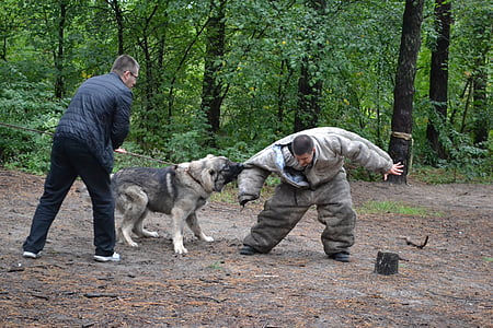 pies walka, walki psów, atak psa, Właściciel psa, pies, szkolenia, zwierzętom