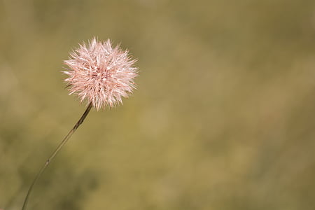 dandelion, faded flower, pointed flower, seeds, plant, grassland plants, summer