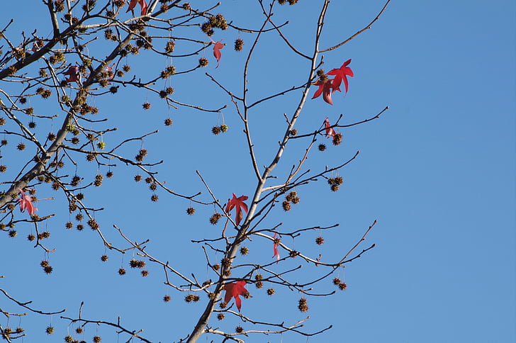 leaves, fall, autumn, branch, sky