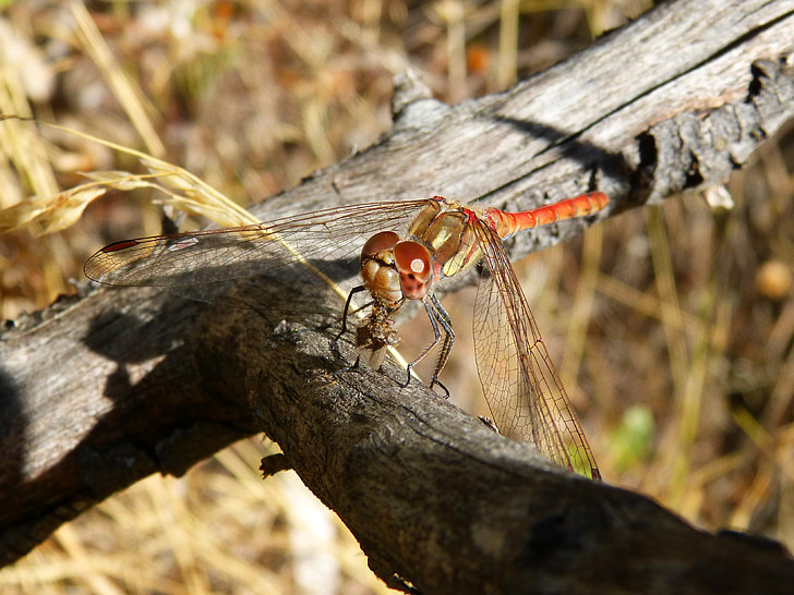 dragonfly, winged insect, branch, sympetrum striolatum, dragonfly eating a moth