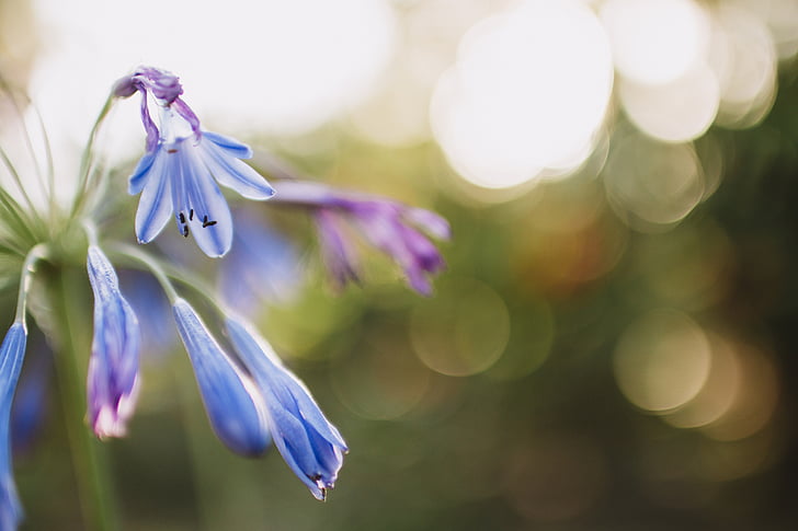 blu, petalo, fiore, bokeh, pianta, viola, natura