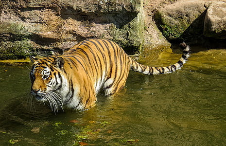 tiger, predator, cat, dangerous, zoo, water, lurking