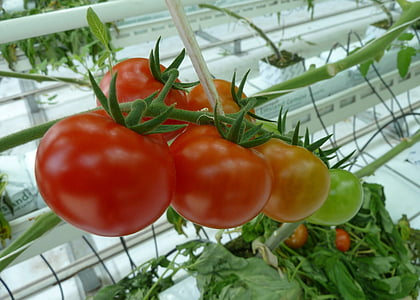 продукти харчування, помідори, оранжерей, Садівництво