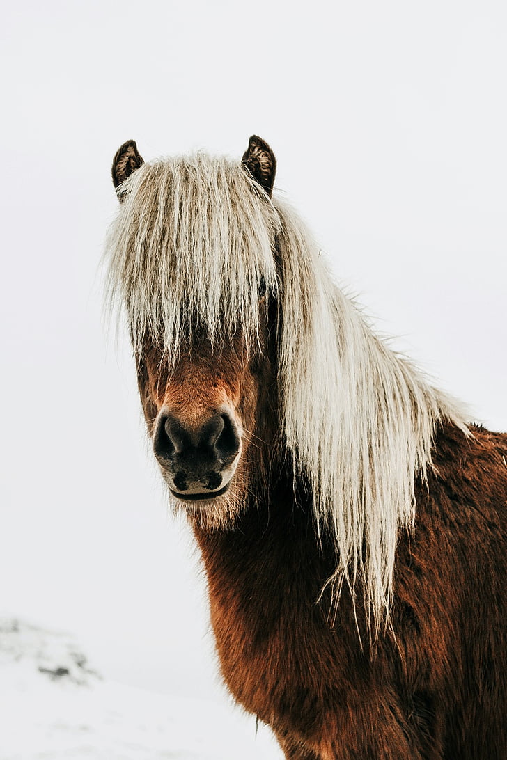 häst, vilda, Island, landskap, djur, närbild, vinter