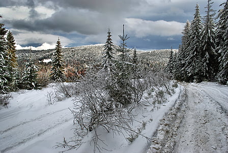l'hivern, manera, bosc, muntanyes, turbacz, paisatge, neu