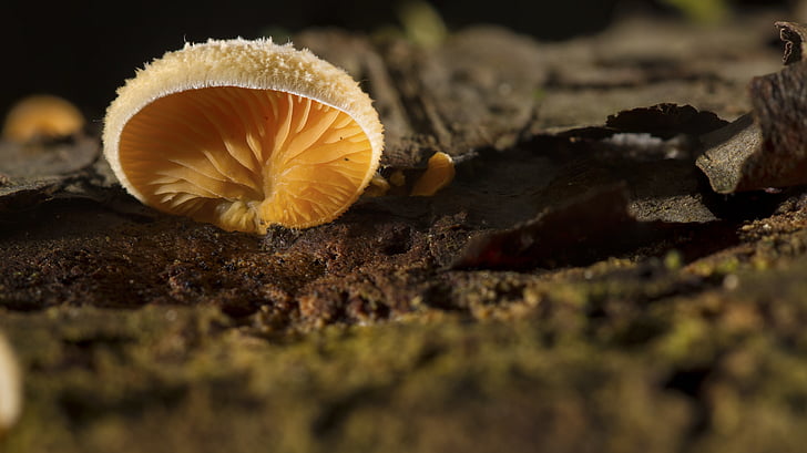 champignon, natur, skov, efterår, fokus stack, selektiv fokus, close-up