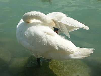 zwaan, het Balatonmeer, Lake, vogel, Lakeside, natuur, dier