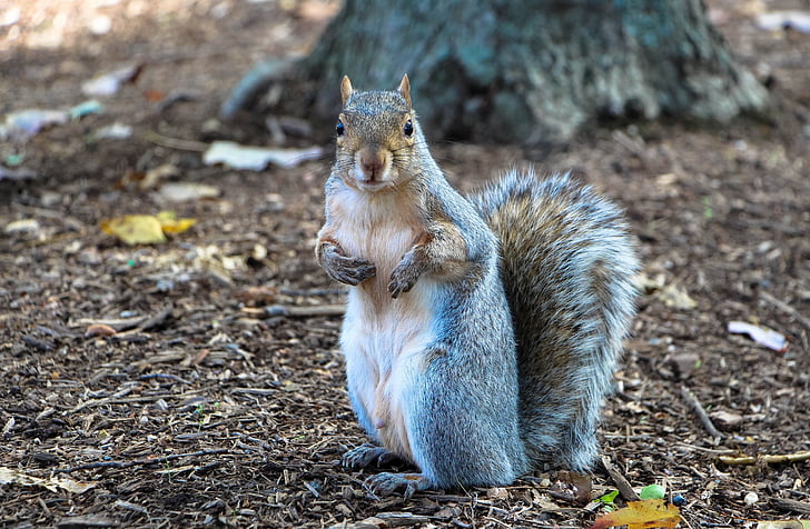squirrel, common squirrel, eating, ground, furry, furry tail, cute