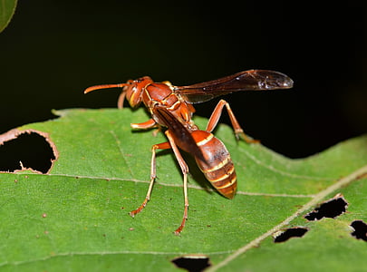 wasp, paper wasp, umbrella wasp, insect, sting, stinger, stinging insect