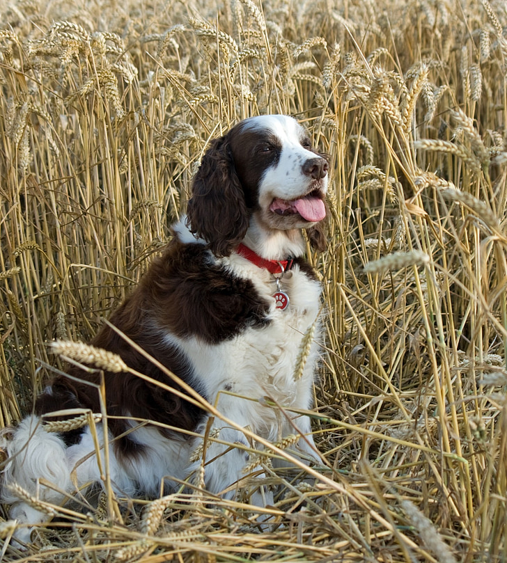 köpek, İngiliz sıçramak İspanyol, İspanyol, Springer, Springer spaniel, buğday alanı, buğday
