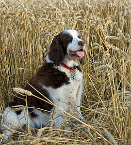 pes, Anglický špringršpaněl, kokršpaněl, Springer, špringršpaněl, pšeničné pole, pšenice